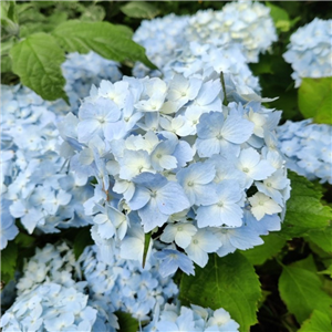 Hydrangea Macrophylla 'Frillibet'